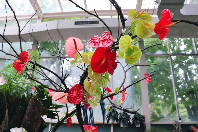 ▲「火鶴花展」中鮮紅、粉紅、白、紫等繽紛火鶴花與翠綠葉片錯落其中，彷彿熱帶雨林中的精靈正輕聲呢喃、隨風舞動。（圖／科博館提供）(2280.18 kb)