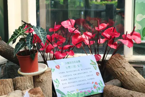 ▲現場展出農業部農業試驗所育成的「台農11號-紫苑」，花色相當獨特。（圖／科博館提供）(2410.59 kb)