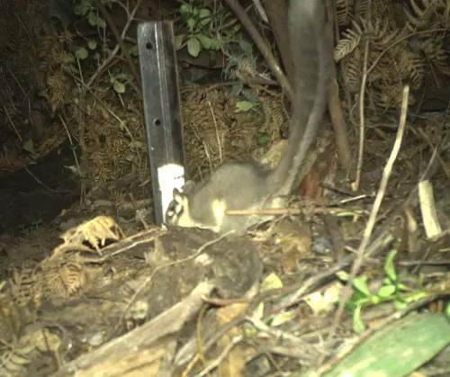 ▲澳洲當地動物學家透過野外攝影機，捕捉到以為已經滅絕的利德比特負鼠。（圖／NSW National Parks and Wildlife Service臉書）