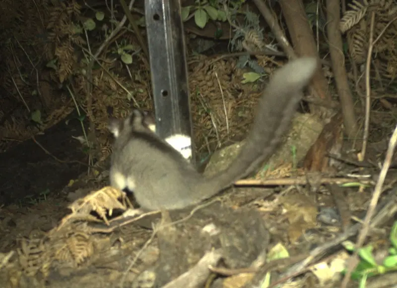 ▲澳洲動物學家透過攝影機拍下以為滅絕的「林中仙子」，專家也曝光其罕見身分與本尊照片，認為是奇蹟的開始。（圖／NSW National Parks and Wildlife Service臉書）