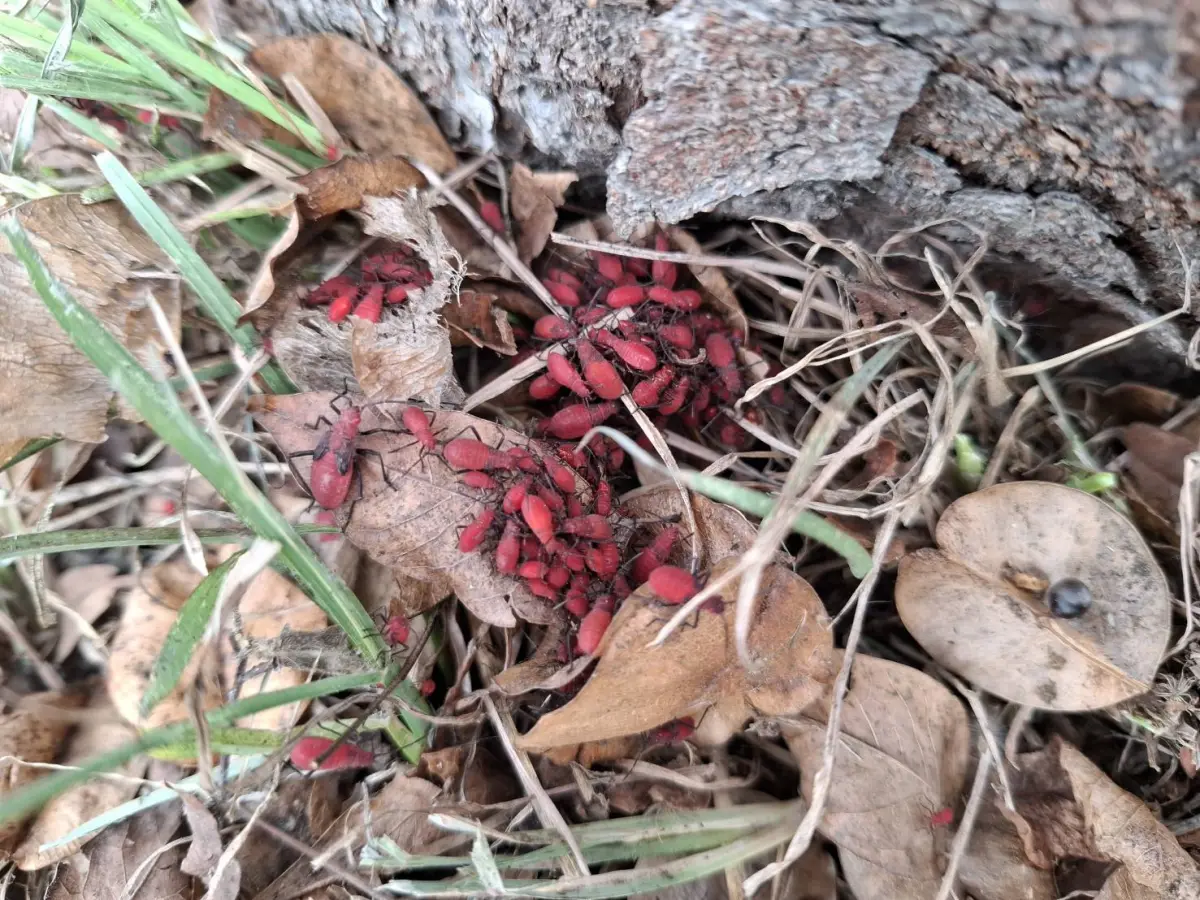 ▲紅姬緣椿象群聚於臺灣欒樹下落葉堆(圖／農業局提供2025.7.4)