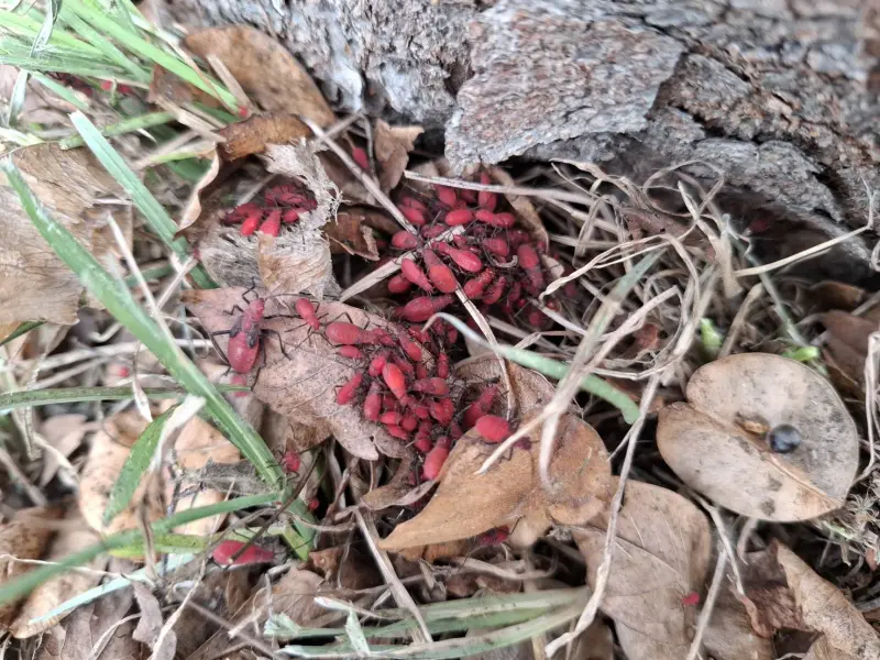 ▲紅姬緣椿象群聚於臺灣欒樹下落葉堆(圖／農業局提供2025.7.4)