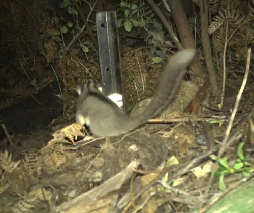 ▲利德比特負鼠的清晰背影畫面，被野外攝影機捕捉到。（圖／NSW National Parks and Wildlife Service臉書）