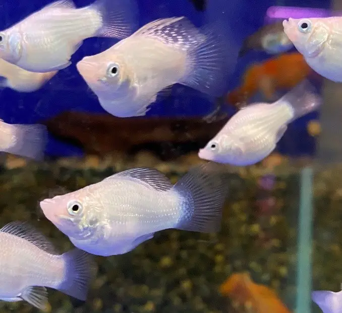 2025屏東金牌觀賞魚展 高手雲集水族盛會