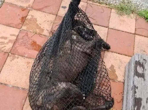 10天發生3起！76歲翁遭野狗攻擊致死　居民：有釣客耳朵也被咬碎
