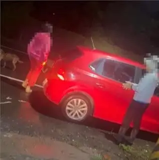 76歲老翁遭犬咬死！愛媽被直擊深夜偷餵　導致上百隻野狗在地群聚