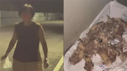 當地里長表達不滿,指出有外地愛心人士深夜攜帶雞頭與內臟前來餵養流浪犬,導致犬隻聚集成群。 ▲ 當地里長表達不滿,指出有外地愛心人士深夜攜帶雞頭與內臟前來餵養流浪犬,導致犬隻聚集成群。(圖/翻攝畫面)