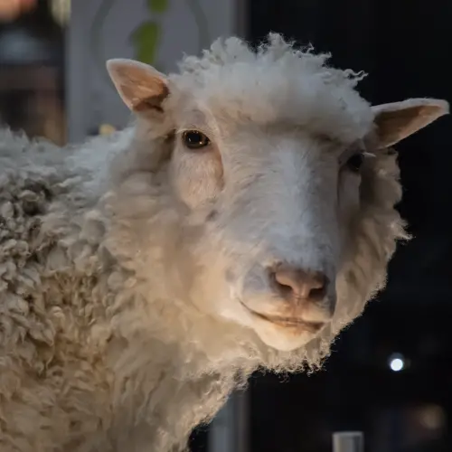 ▲1996年7月5日是「桃莉羊」誕生的日子，桃莉羊是世界第一隻以體細胞複製成功誕生的哺乳動物，在2003年因關節炎與肺病而安樂死。（圖／翻攝維基百科）