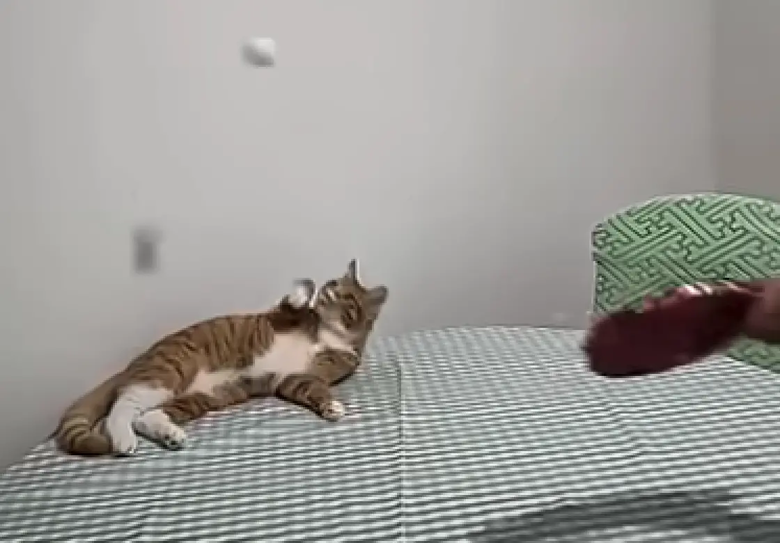 ▲一名女網友擔心把愛貓寄養回老家會被爸爸嫌棄，沒想到這隻貓竟靠「乒乓球神技」征服父親的心。（圖／翻攝自小紅書）
