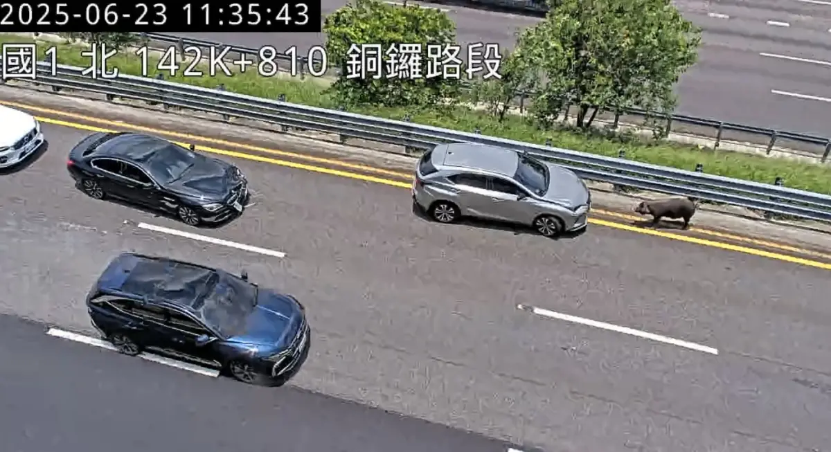 ▲國1北向142.8公里載運豬隻掉落後於車道間穿梭致兩小客車追撞事故。（圖／高公局提供）