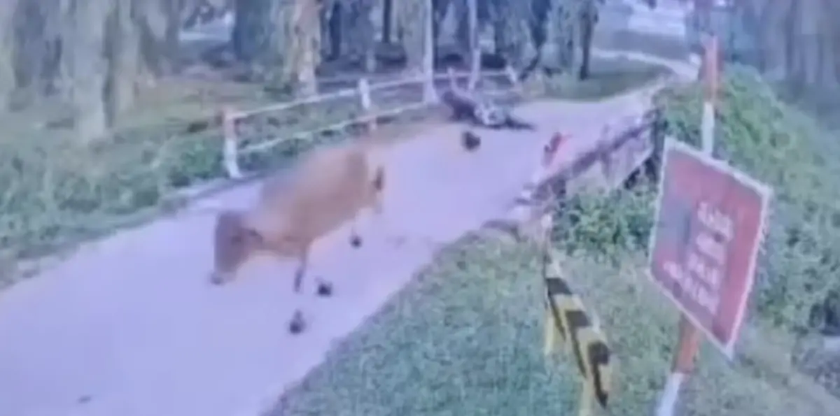 ▲一名53歲機車騎士疑似遭一頭牛從橋上踢中頭部，騎士瞬間失控摔落橋下後死亡。（圖／翻攝自X）