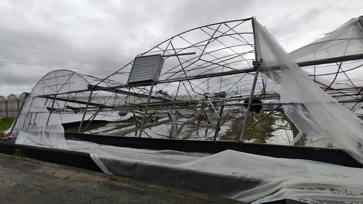 ▲嘉義太保栽種小番茄、網紋洋香瓜溫室抵抗不了丹娜絲帶來的14級強風，全部倒塌，農民心血付諸流水。（圖／一蕃賞溫室提供）