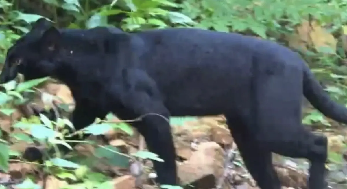 ▲遊客在泰國凱恩克拉昌國家公園拍下罕見的黑豹。（圖／翻攝自The Thaiger）