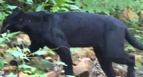 黑豹現身泰國凱恩克拉昌國家公園！悠閒漫步山路讓遊客驚喜不已
