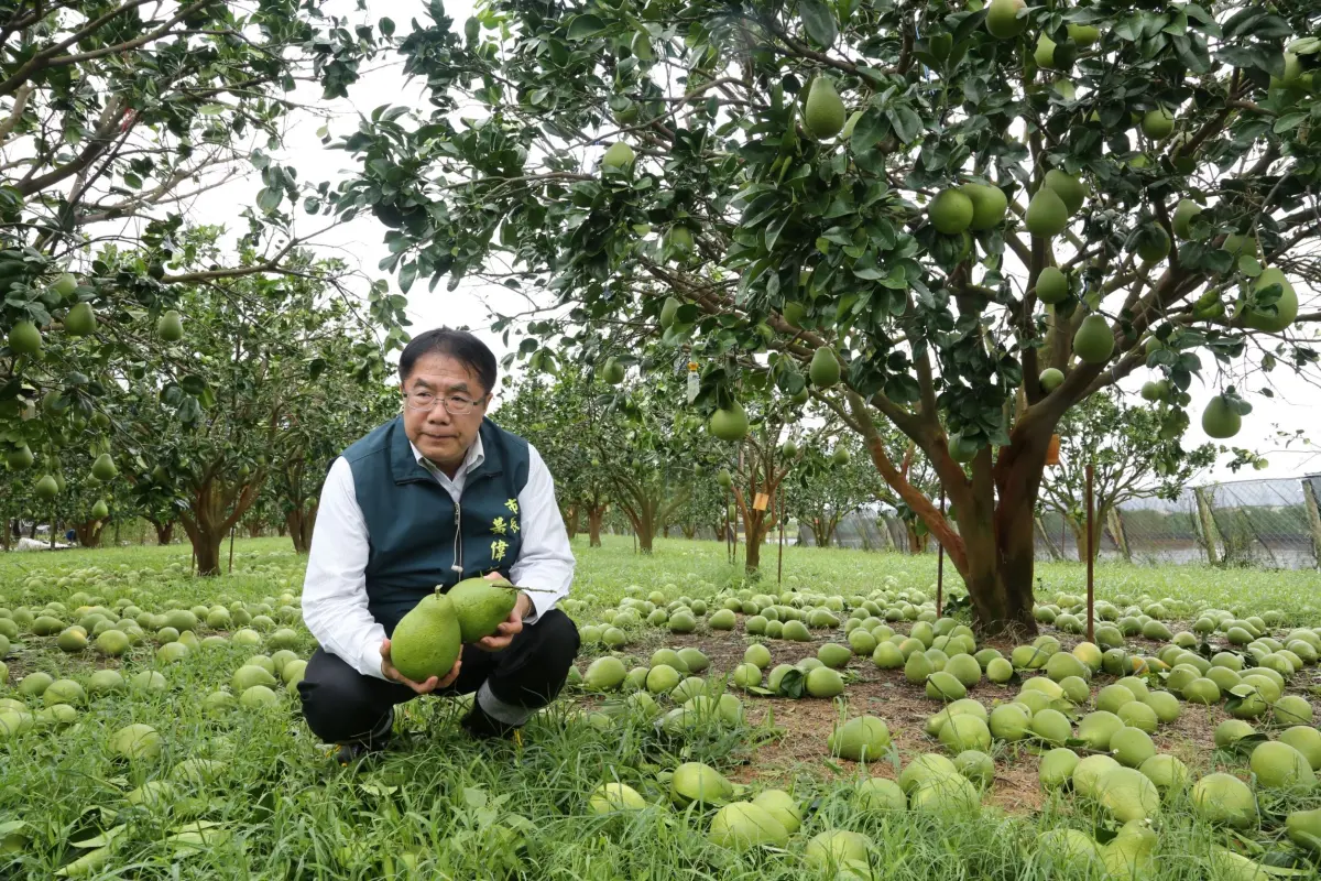 ▲台南市長黃偉哲前往麻豆、下營勘察文旦受損情況。（圖／南市府提供）