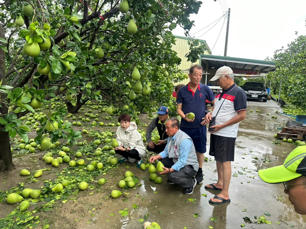 ▲颱風丹娜絲造成中南部嚴重農業災害。農業部已公告嘉義縣、嘉義市及台南市為辦理農業天然災害現金救助及低利貸款地區。（圖／陳亭妃提供）