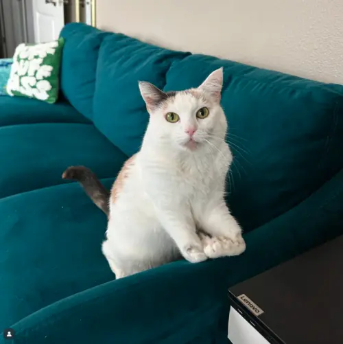 ▲(圖/翻攝自IG@juniebskis) ▲(圖/翻攝自IG@juniebskis)