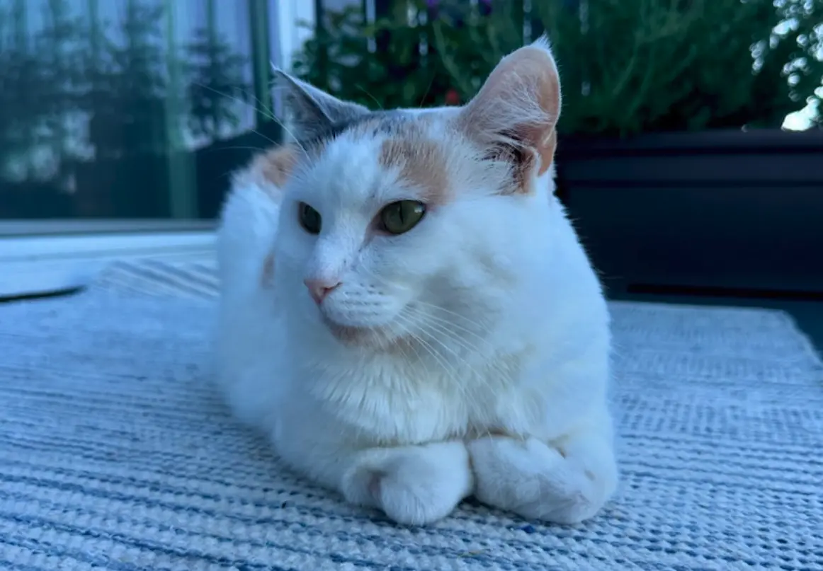 ▲丹麥一名女子艾蜜莉（Emily）在收容所領養了一隻三花貓「茱妮（Juni）」，原以為牠總是「折手手」的模樣只是可愛的習慣，沒想到背後竟藏有先天疾病。（圖／翻攝自IG@juniebskis）