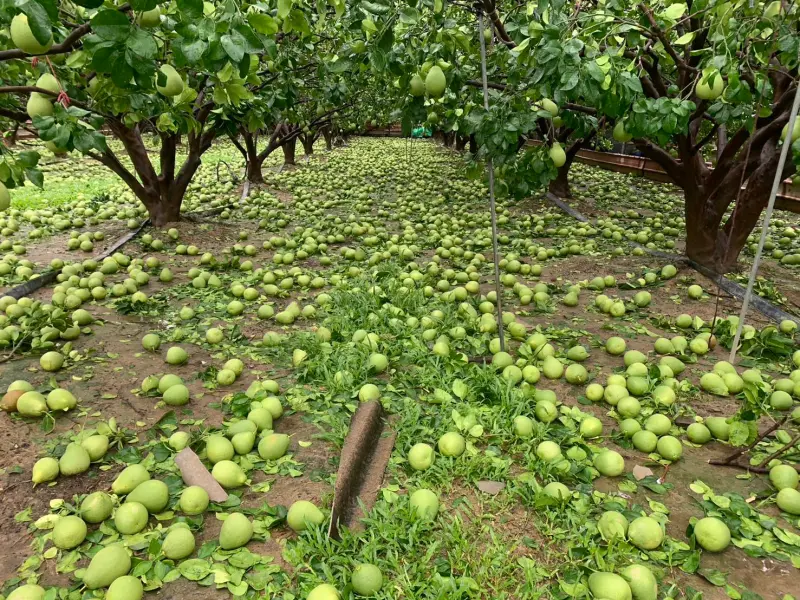 ▲颱風丹娜絲來襲，麻豆文旦落果率達8至9成，損失慘重。（圖／郭國文辦公室提供）