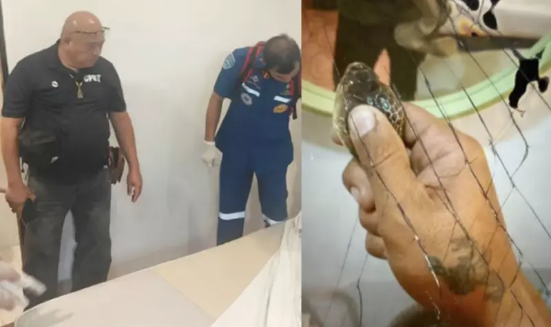 ▲一名28歲男子離奇死在泰國酒店，警方查看他的手機，發現他生前拍下和眼鏡蛇玩耍的影片，疑似過程中被咬而死亡。（圖／翻攝自臉書）