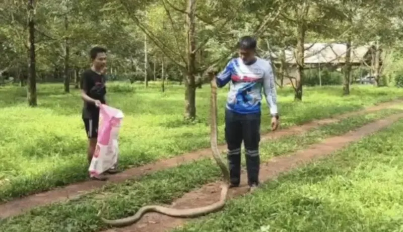 ▲泰國一處果園抓到4公尺的眼鏡王蛇。（圖／翻攝自KhaoSod）