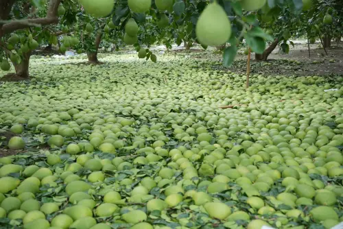 丹娜絲肆虐釀嚴重災情　賴清德下午急赴台南勘災
