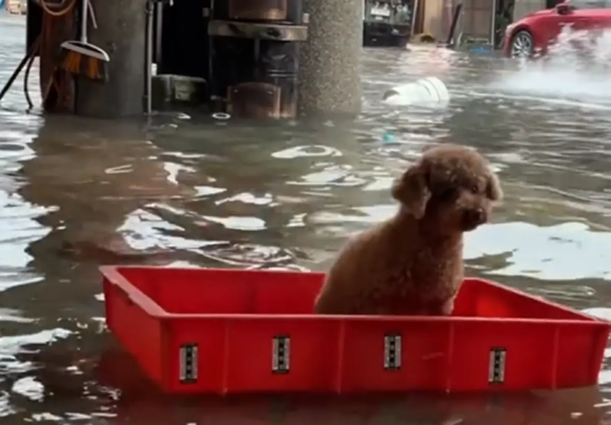 ▲11歲的紅貴賓奶奶「妞妞」，搭上「紅塑膠船」巡視家門口的災情。（圖／IG@niumi7739授權使用）