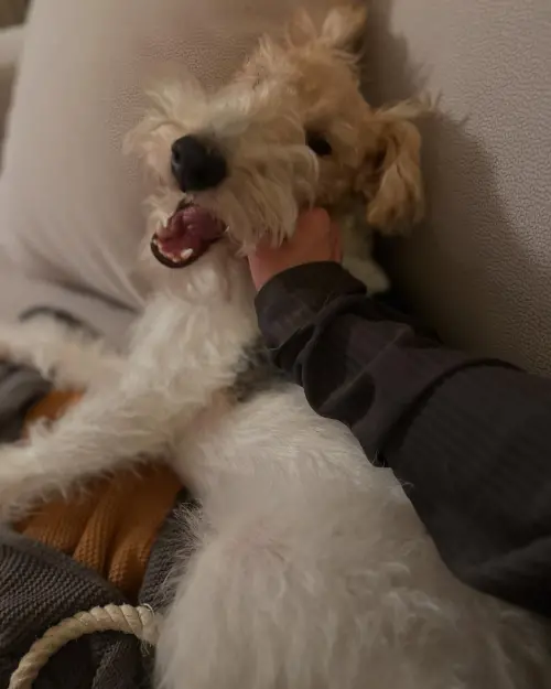 ▲謝欣穎說Cooper是上天派來療癒她的寵物,未料卻弄傷腳。(圖/翻攝自謝欣穎IG) ▲謝欣穎說Cooper是上天派來療癒她的寵物,未料卻弄傷腳。(圖/翻攝自謝欣穎IG)