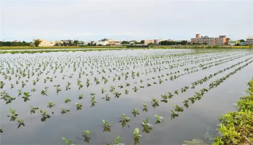 ▲彰化大雨後積水難消，整區嬌嫩的青蔥全泡在水裡。（圖／彰化縣政府提供，2025.07.09）