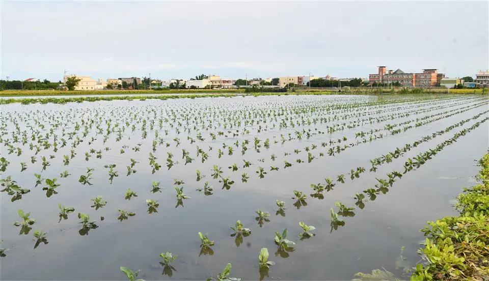 ▲全台各縣市農損災情慘重，農業產物及民間設施估計損失計25億5,489萬元。圖為彰化青蔥全泡在水裡。（圖／彰化縣政府提供）