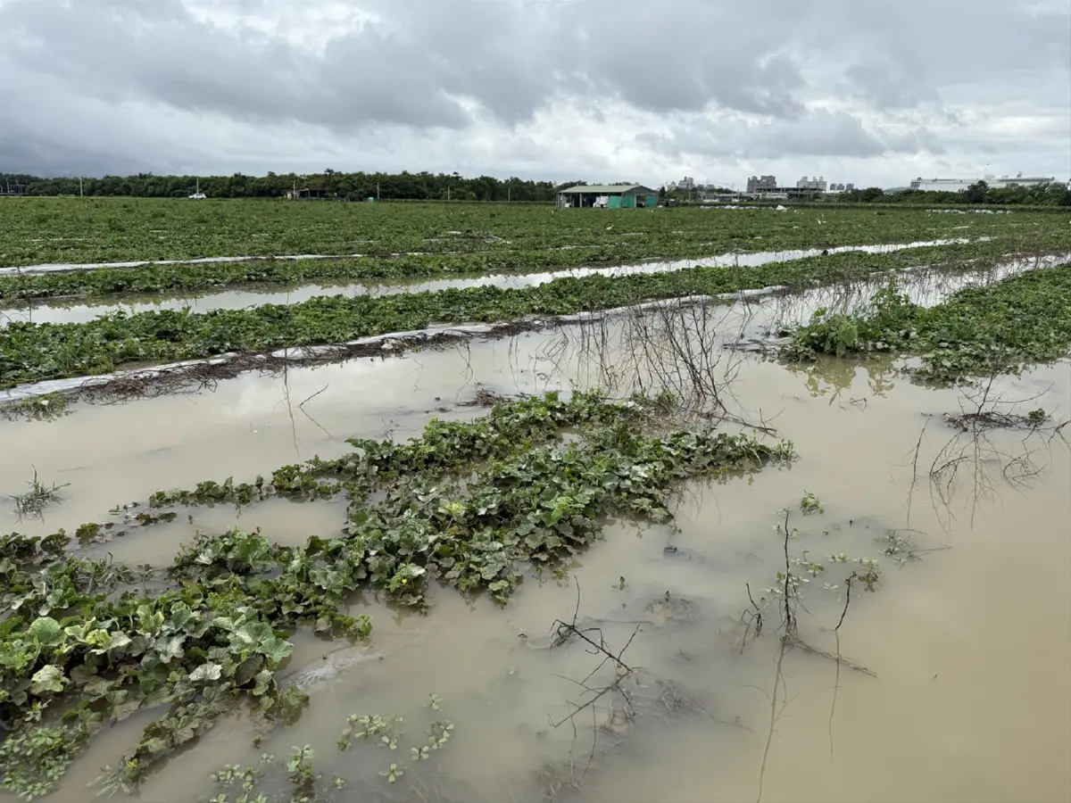 ▲香瓜田區受災。（圖／高雄市農業局）