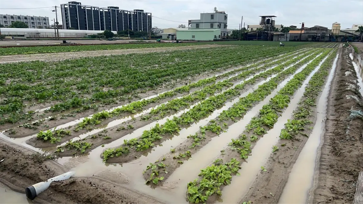 ▲颱風丹娜絲肆虐，高雄葉菜類田區受災慘重。（圖／高雄市農業局提供）
