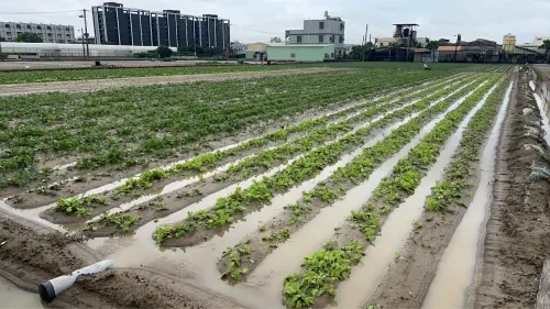 葉菜類田區受災。(圖/高雄市農業局) ▲葉菜類田區受災。(圖/高雄市農業局)