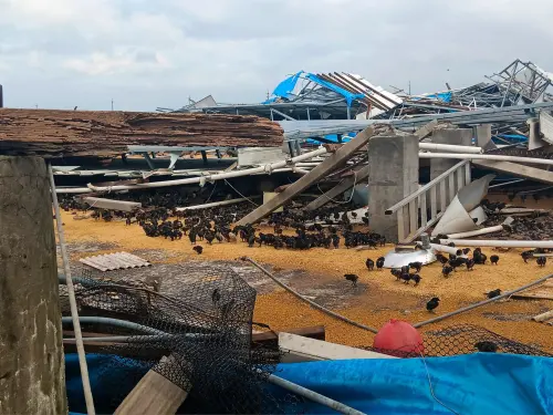 ▲颱風丹娜絲過境，台南新營、鹽水區滿目瘡痍，雞舍也倒了一片。（圖／讀者提供）