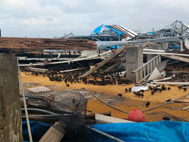 ▲颱風丹娜絲過境，台南新營、鹽水區滿目瘡痍，雞舍也倒了一片。（圖／讀者提供）