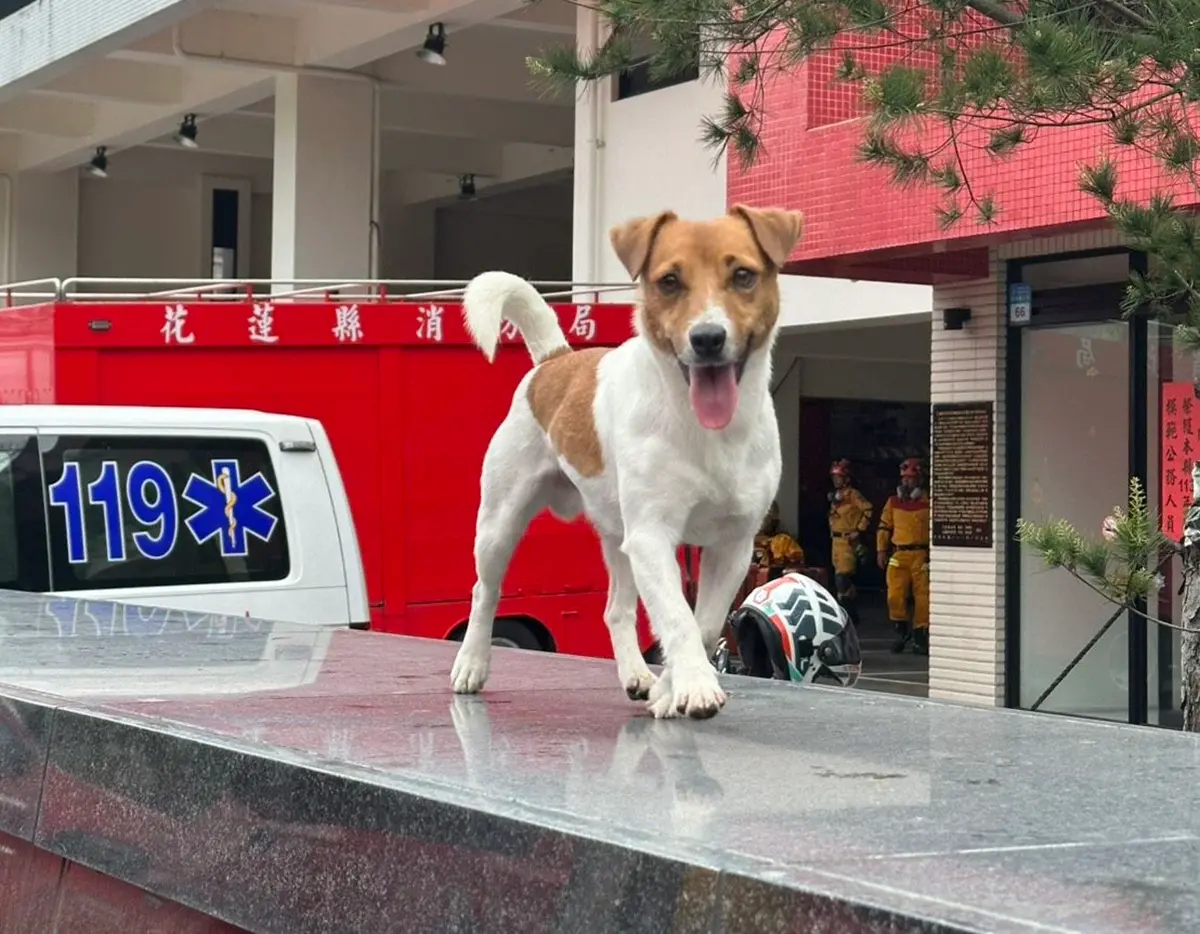 ▲在去年0403花蓮大地震立大功的搜救犬「Wilson」驚傳墜樓離世，消防隊證實遺體將以水化方式進行處理，留下的骨骸將做成紀念碑，以此弔念Wilson的貢獻。（圖／花蓮搜救犬隊～ｗｈｆ犬客臉書）