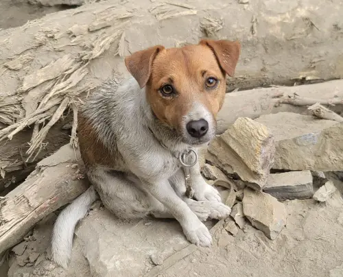 0403地震英雄搜救犬Wilson遭虐死？花蓮縣府提獸醫診斷反擊