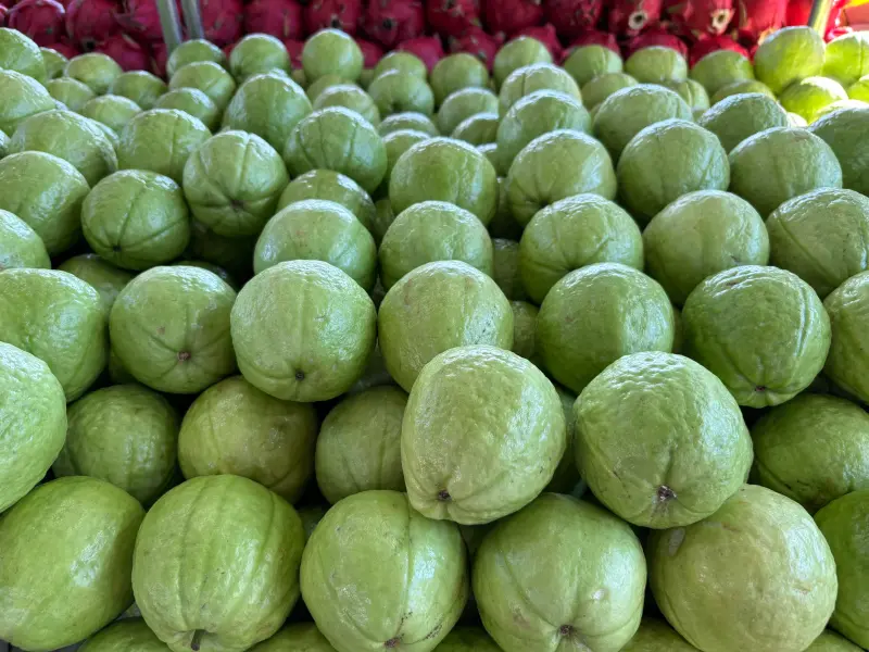 ▲根據芭樂外銷數據顯示，今年前10個月，銷往加拿大的芭樂也高達1154公噸、佔總量77％。（圖／記者徐銘穗攝）