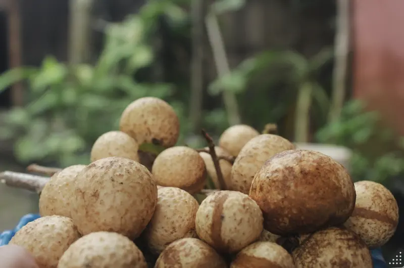 ▲泰國今年龍眼大豐收，恐讓價格崩跌。（圖／取自Pixabay）