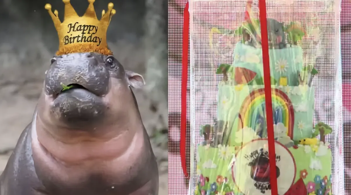 ▲泰國人氣侏儒河馬「彈跳豬（Moo Deng）」今天（10日）迎來一歲生日，一名美容護膚業者豪擲10萬泰銖（約新台幣9萬元）幫她買蛋糕。（圖／翻攝自臉書）