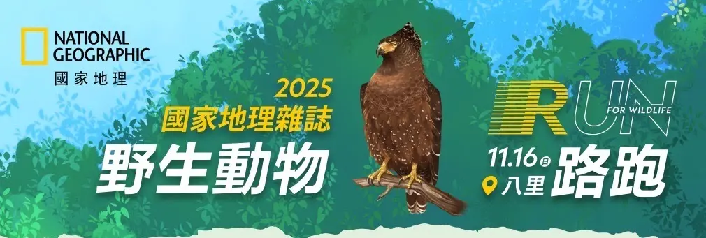▲國家地理雜誌野生動物路跑主視覺，由插畫家仲華繪製，透過俐落線條捕捉大冠鷲的神采，讓賽事兼具藝術與保育意義。（圖／主辦單位提供）