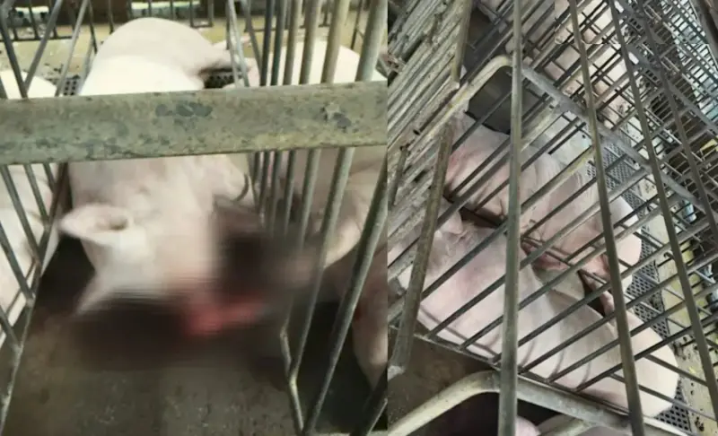 豬隻同步慘叫，全身僵硬，筋膜跟骨頭當場爆裂倒地七孔流血死亡。（圖／嘉義縣養豬協會理事長林志達提供）