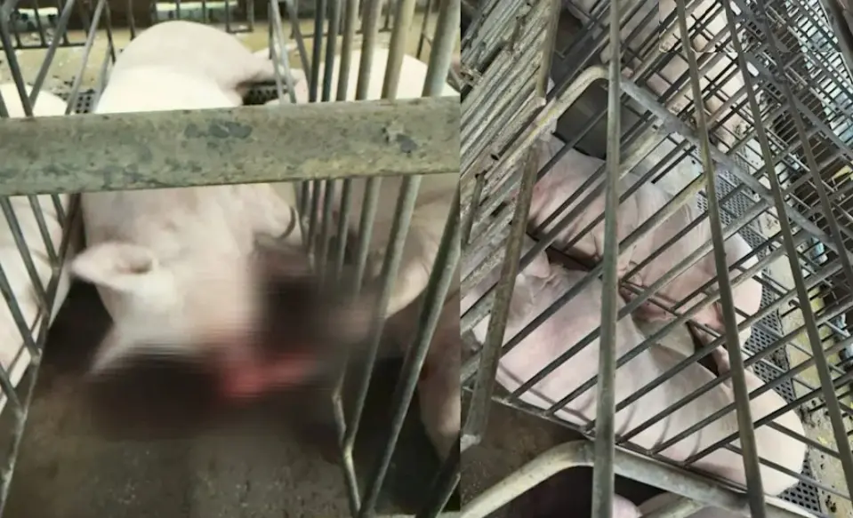 豬隻同步慘叫，全身僵硬，筋膜跟骨頭當場爆裂倒地七孔流血死亡。（圖／嘉義縣養豬協會理事長林志達提供）