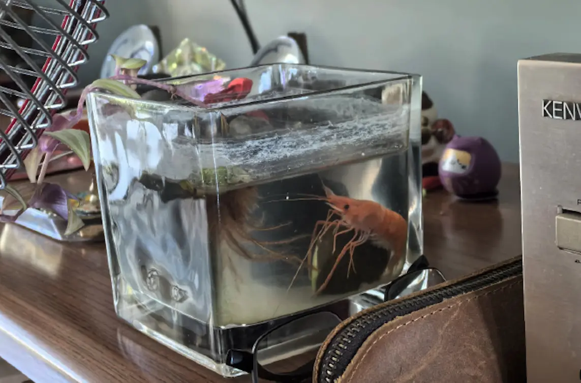 ▲一名飼主日前在網路上分享悲慘經驗，他在出門前順手關掉冷氣，沒想到疑似因室內太過悶熱，他回家後竟發現魚缸裡的寵物蝦「自來熟」。（圖／翻攝自微博）