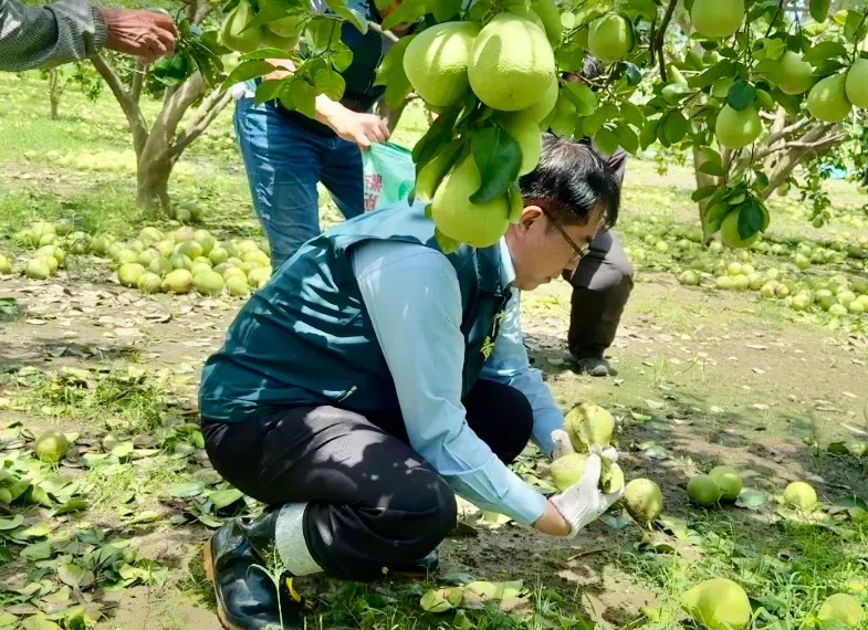 ▲黃偉哲在麻豆文旦園區勘查清理落果。（圖／南市府提供）