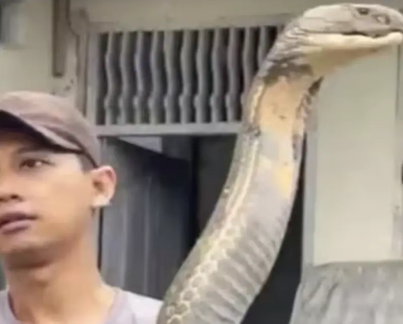 ▲一名男子徒手抓住約5米長的眼鏡王蛇，嚇壞大家。（圖／翻攝自X/Parveen Kaswan）