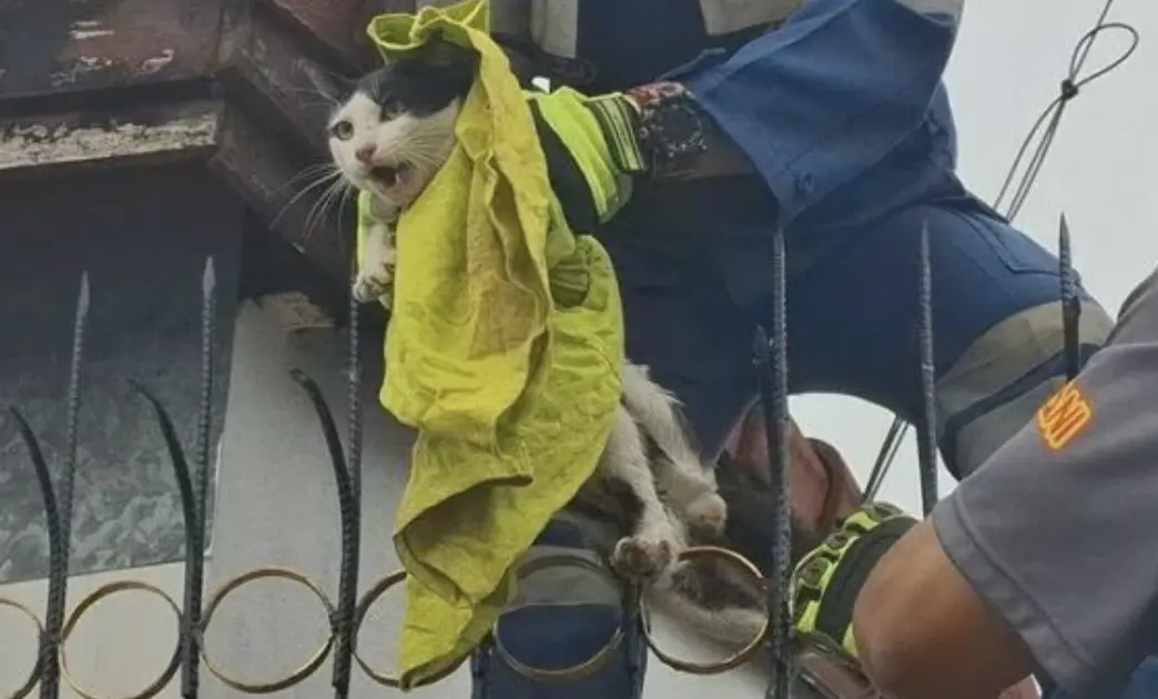 ▲泰國有隻公貓跟其他浪浪打鬥，跳上鐵欄時，右大腿不慎被銳利鐵欄刺穿。（圖／翻攝自KhaoSod）