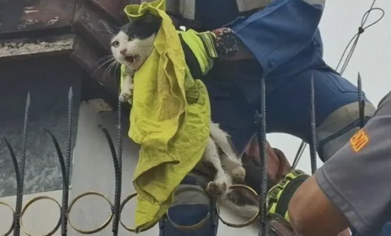 ▲泰國有隻公貓跟其他浪浪打鬥，跳上鐵欄時，右大腿不慎被銳利鐵欄刺穿。（圖／翻攝自KhaoSod）