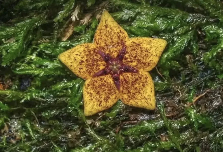 ▲名為「森林海星花」（Forest Sea Star）的植物，在消失百年後，出現在泰國北部的深山裡。（圖／翻攝自The Nation）