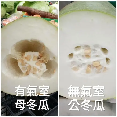 ▲在傳統市場上，冬瓜有分「公母」，公的肉質較緊實，母的果肉內心空間較大。（圖／廖炯程提供）